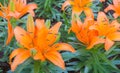orange lilly Royalty Free Stock Photo