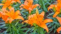 orange lilly Royalty Free Stock Photo