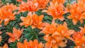 orange lilly Royalty Free Stock Photo