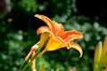 Orange lilly. Nice flowers in the garden in midsummer, in a sunny day. Royalty Free Stock Photo