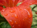 Orange Lilly after a rain Royalty Free Stock Photo