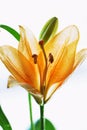 Orange lilly Royalty Free Stock Photo