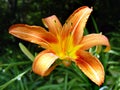 Orange Lily Royalty Free Stock Photo