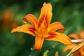 Orange lily