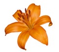 Orange Lily