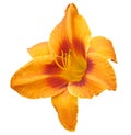 Orange Lily