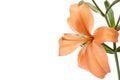 Orange lily Royalty Free Stock Photo