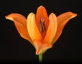 Orange Lily 2 Royalty Free Stock Photo
