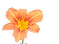 Orange lily Royalty Free Stock Photo