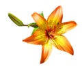 Orange Lily