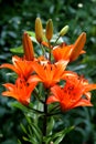 An Orange Lily also known as a Fire Lily a Red Lily and a Tiger Lily