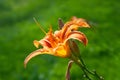 Orange lily on a background of foliage. Daylily flower blooms in the garden. Natural background for design Royalty Free Stock Photo