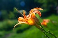 Orange lily on a background of grass. Daylily flower blooms in the garden. Natural background for design Royalty Free Stock Photo