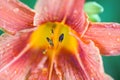 Orange lily beautiful flowers in summer garden Royalty Free Stock Photo