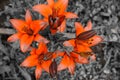 Orange lily - black and white environment