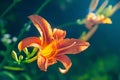 Orange lily blooms in the garden. Close-up of garden daylily flowers on a flower bed. Natural background for design Royalty Free Stock Photo