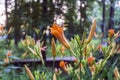 Orange lily blooms in park Royalty Free Stock Photo