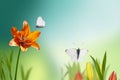 An orange lily on a blurry soft blue-green background. a white butterfly flies over a beautiful flower in the early morning.Spring Royalty Free Stock Photo