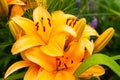 Orange lily bright large flower long petals closeup covered with drops colorful Royalty Free Stock Photo