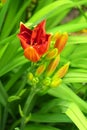 orange lily bud blooms Royalty Free Stock Photo