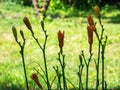 Orange lily buds against the foliage of a summer garden on a bright sunny day