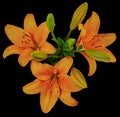 Orange Lily buds top black Royalty Free Stock Photo