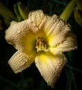 Orange lily is covered with drops. Royalty Free Stock Photo