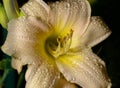 Orange lily is covered with drops. Royalty Free Stock Photo