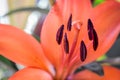 Orange lily detail Royalty Free Stock Photo