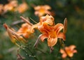 Orange lily, fire lily, tiger lily, or lilium bulbiferum. Flowers and buds in the garden. Selective focus Royalty Free Stock Photo