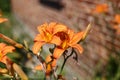 Orange lily, fire lily, tiger lily, or lilium bulbiferum. Flowers and buds in the garden. Selective focus Royalty Free Stock Photo