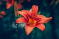 Orange lily flower against dark green backgound Royalty Free Stock Photo