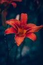 Orange lily flower against dark green backgound Royalty Free Stock Photo