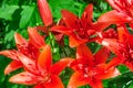 Orange and red lily summer flower Royalty Free Stock Photo