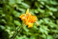 Orange lily flower blooming fully Royalty Free Stock Photo