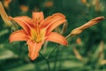 Orange lily flower