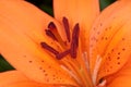 Orange lily flower close up. Royalty Free Stock Photo