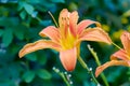 Orange lily flower front of the blurry dark green leaves Royalty Free Stock Photo