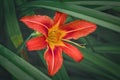 Orange lily flower front of the blurry dark green leaves Royalty Free Stock Photo