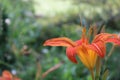 Orange lily flower in the garden Royalty Free Stock Photo