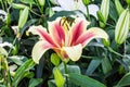 Orange lily flower Royalty Free Stock Photo