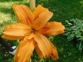 an orange lily flower on a green lawn background. Royalty Free Stock Photo