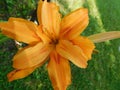 an orange lily flower on a green lawn background. Royalty Free Stock Photo