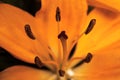 Orange lily flower head extreme close up full frame with selective focus. Pollen bearing anthers and stigma Royalty Free Stock Photo