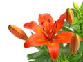 orange lily flower isolated on white background, macro studio shot of single lily blossom on bouquet Royalty Free Stock Photo