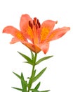 Orange lily flower isolated on white background Royalty Free Stock Photo