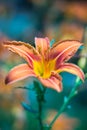 Orange lily flower