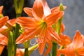 Orange lily flower on plant