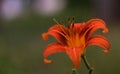 Orange lily flower after rain in macro. Royalty Free Stock Photo