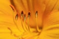 Orange Lily With Flower Stamen In Macro Picture, Closeup On Poll